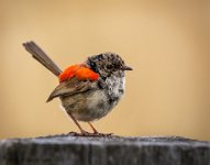 422 - LITTLE WREN - FILIAGGI NADIA - australia <div